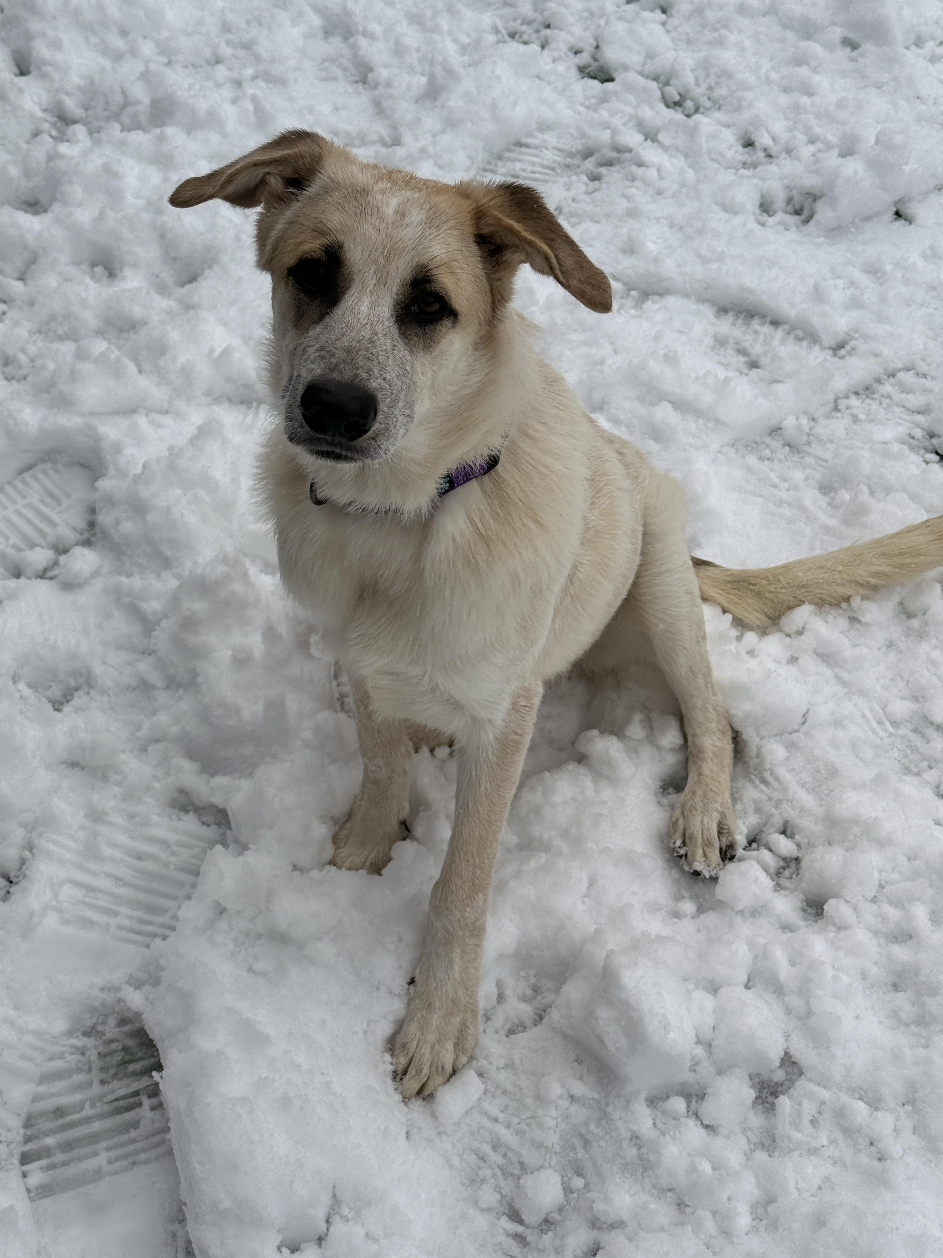 Emerald, ADOPTABLE, Young Female Labrador Retriever.