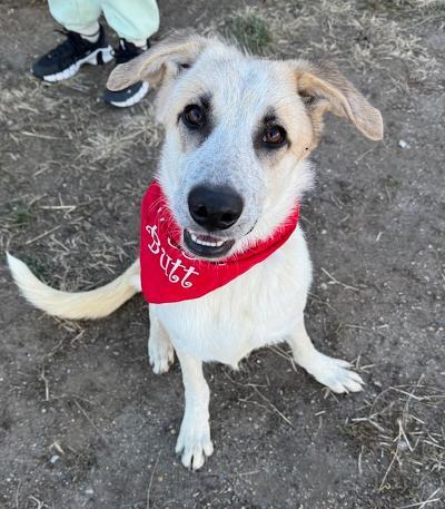 Enlarge Emerald, a ADOPTABLE mixed breed in Long Beach, NY image 2/5