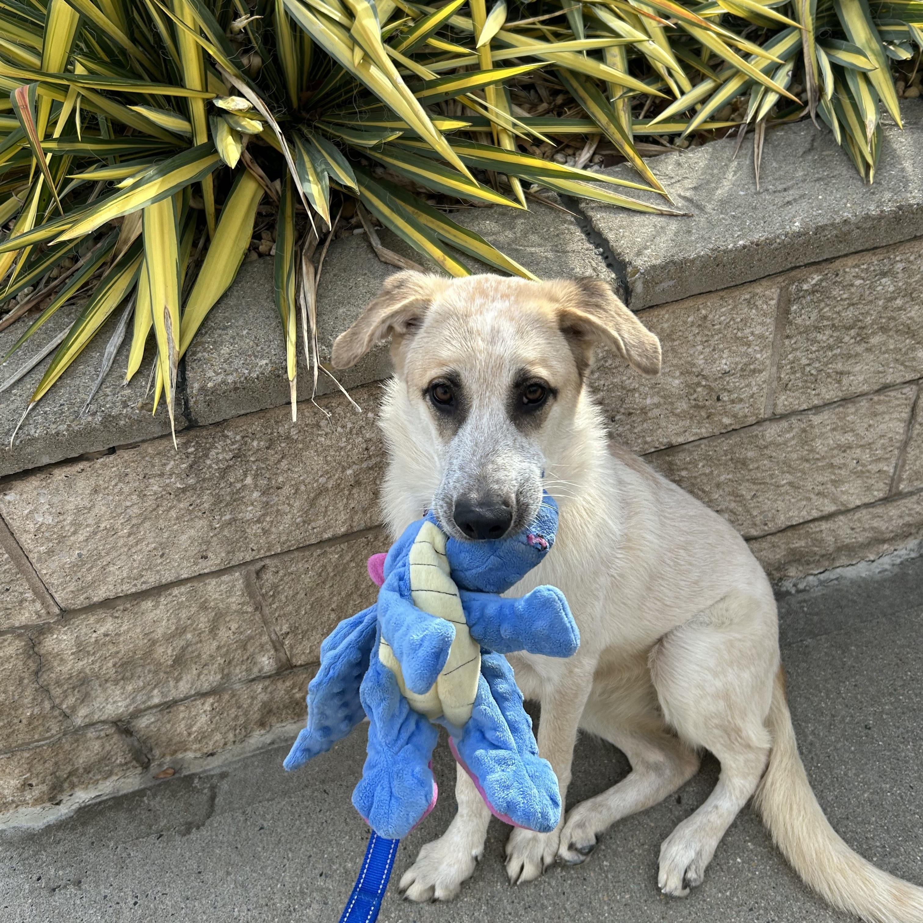 Emerald, ADOPTABLE, Young Female Labrador Retriever.