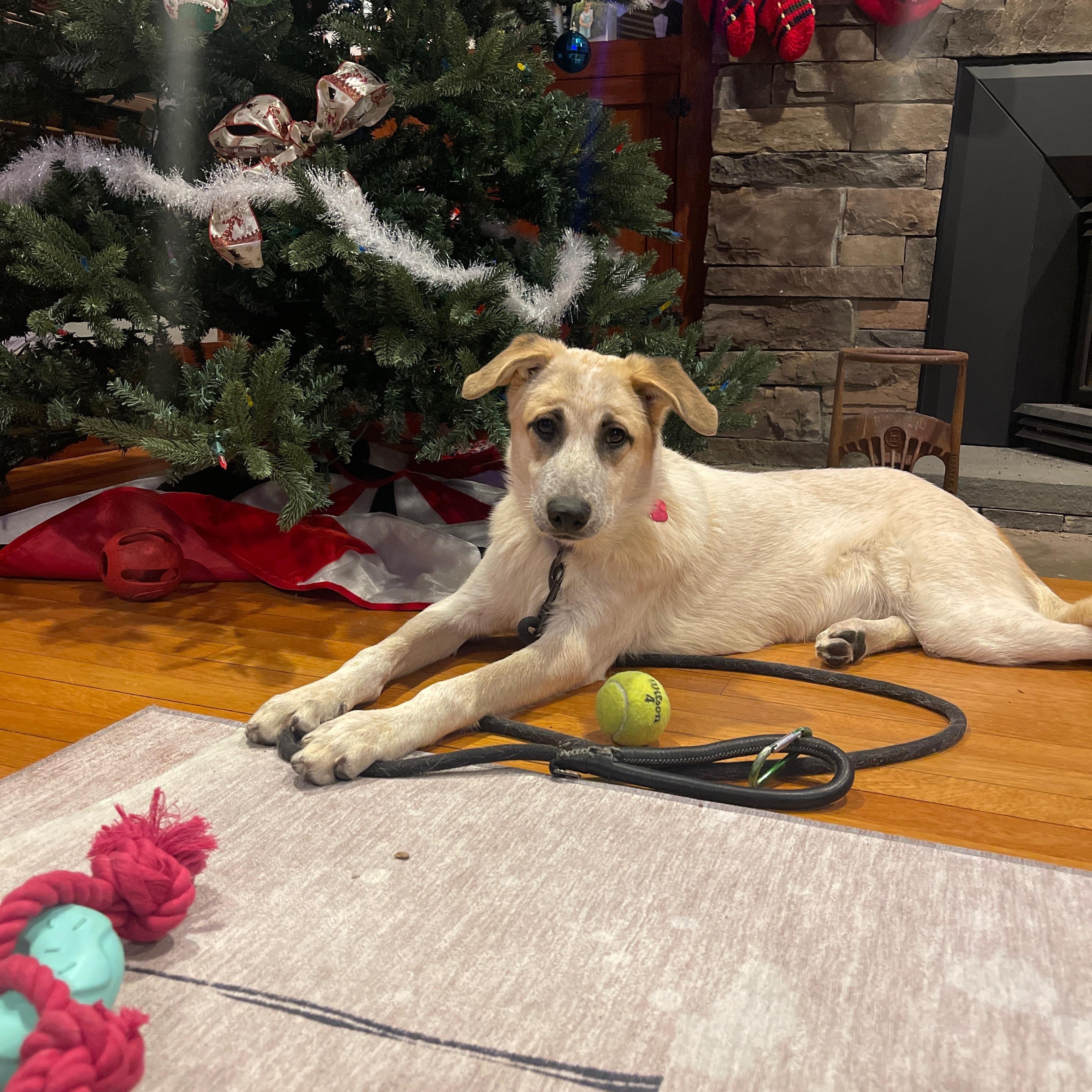 Enlarge Emerald, a ADOPTABLE mixed breed in Long Beach, NY image 5/6