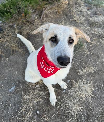Enlarge Emerald, a ADOPTABLE mixed breed in Long Beach, NY image 3/5