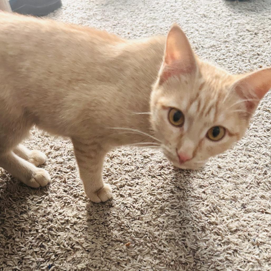 Enlarge Pumpkin, a Adoptable mixed breed in Bendena, KS image 1/1
