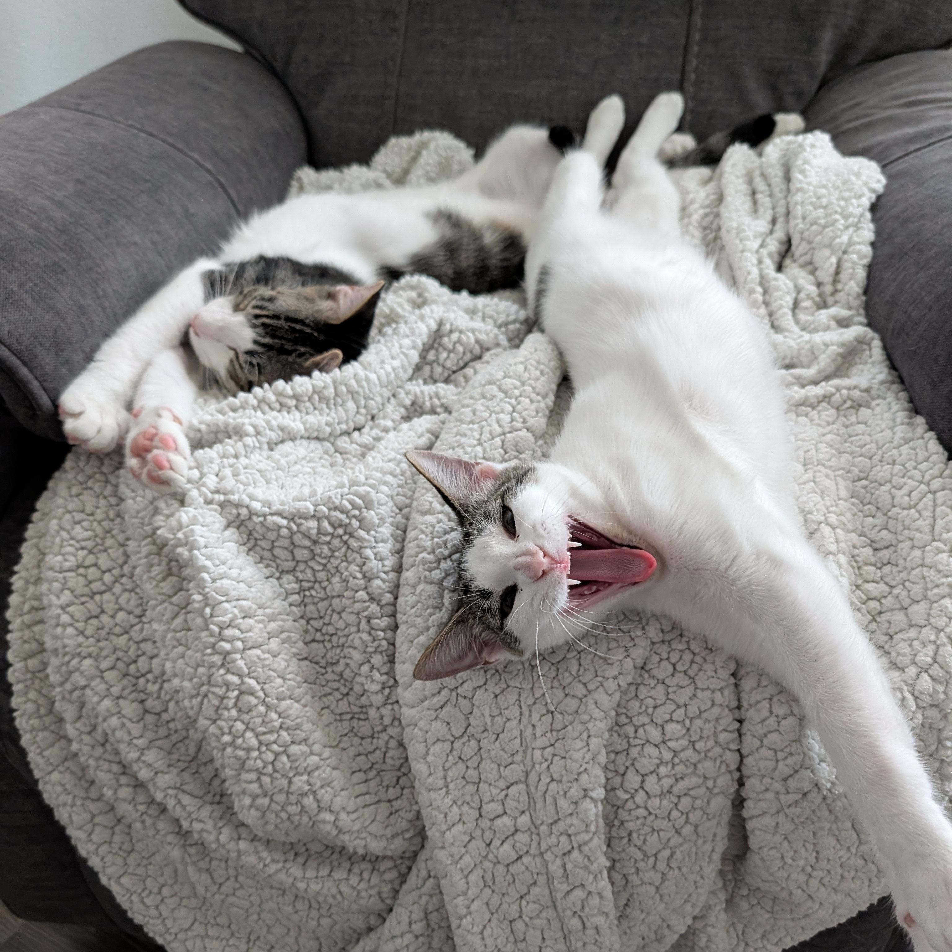 Enlarge Tucker and Baby Mia, a Adoptable mixed breed in NASHUA, NH image 4/6