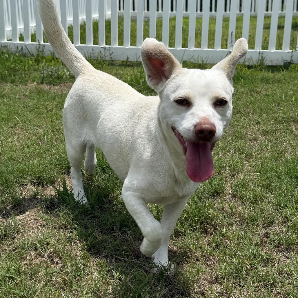 Pebbles, Adoptable, Adult Female Chihuahua & Mixed Breed.