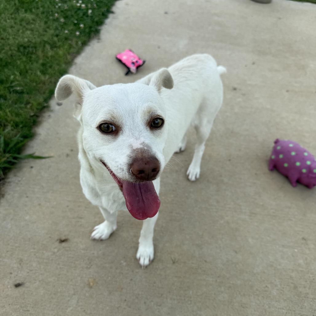 Pebbles, a Adoptable mixed breed in Aberdeen, NC image 2/2
