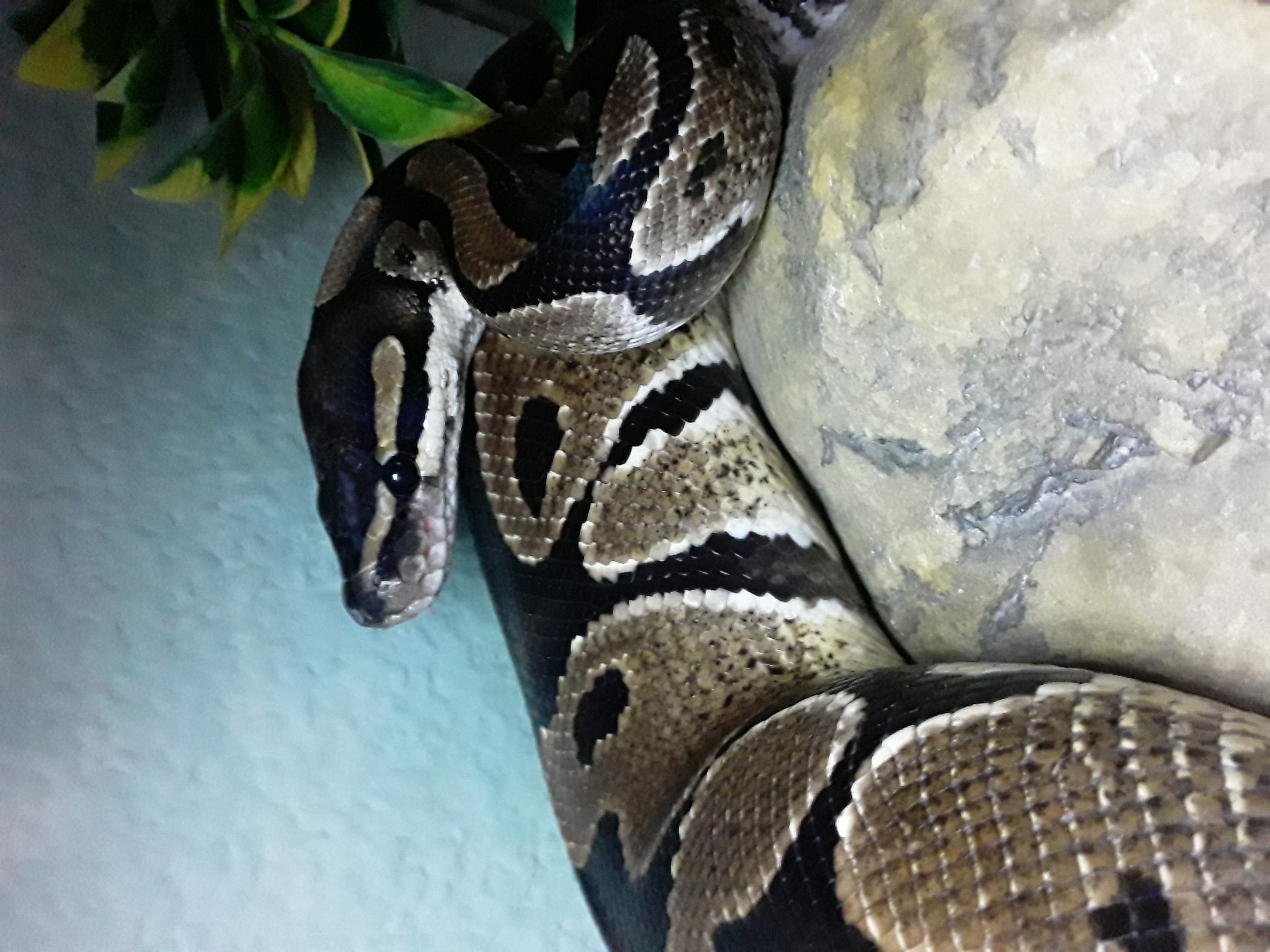 Enlarge Murdock, a Adoptable Ball Python in Sacramento, CA image 1/1