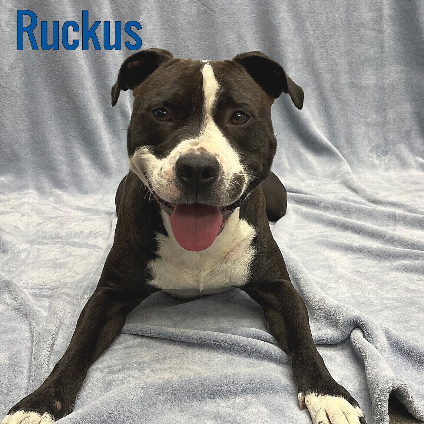 Ruckus, an adopted Pit Bull Terrier Mix in Pleasantville, NJ_image-1