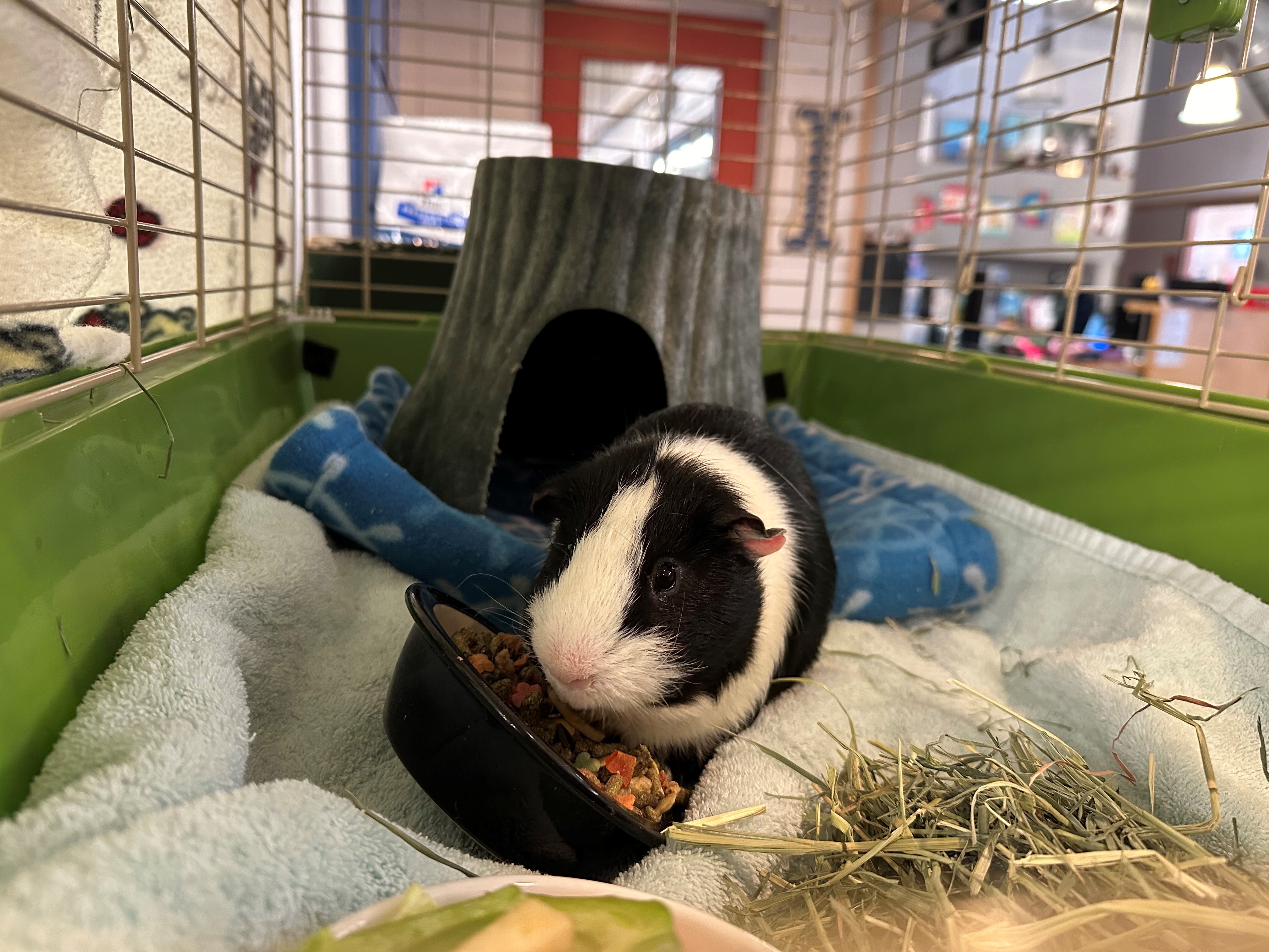 Guinea Pig for adoption Sam, a Guinea Pig in Westerly, RI Petfinder