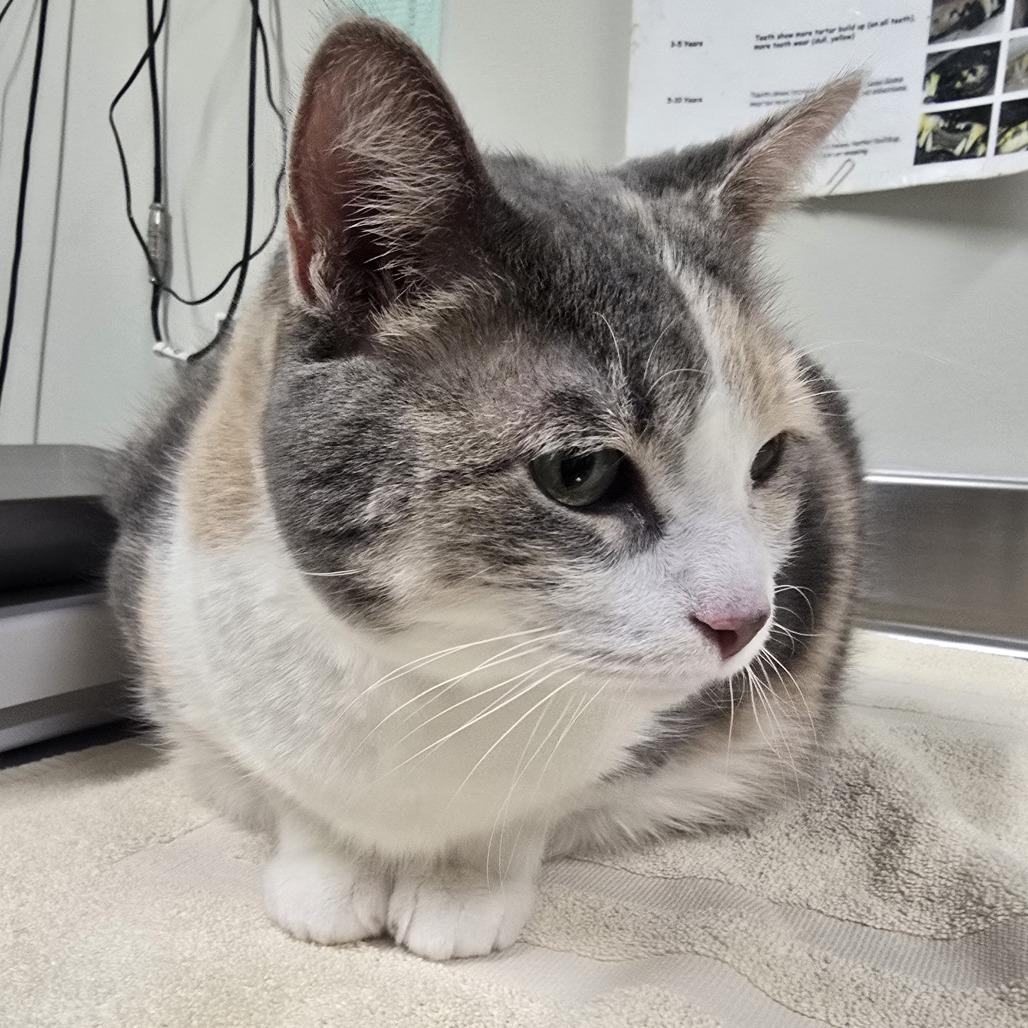 Mama, Adoptable, Senior Female Domestic Short Hair & Mixed Breed.