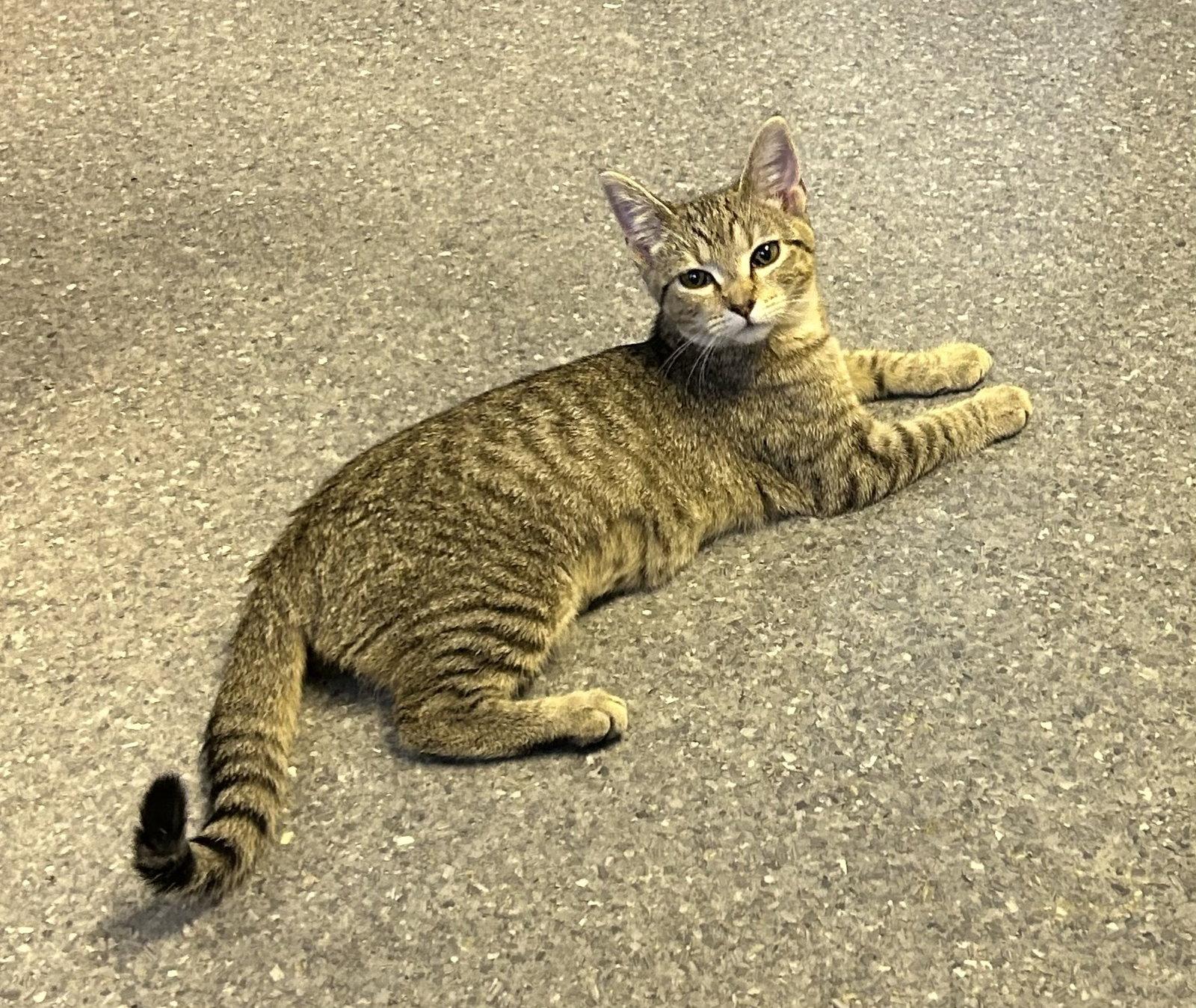 Enlarge Lucky, a Adoptable Domestic Short Hair in Steeleville, IL image 1/3