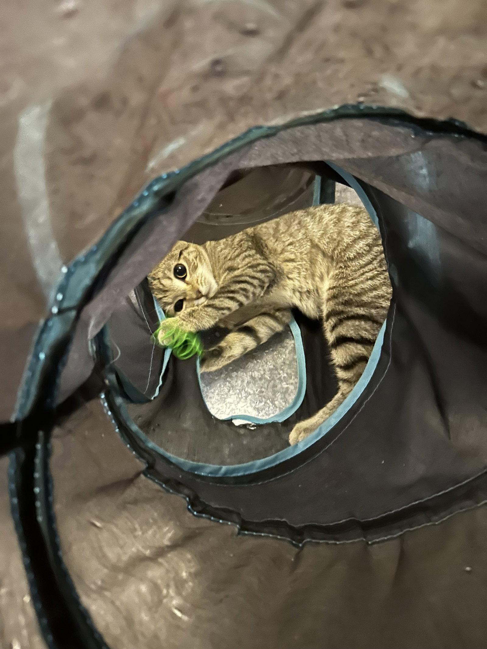 Enlarge Lucky, a Adoptable Domestic Short Hair in Steeleville, IL image 2/3