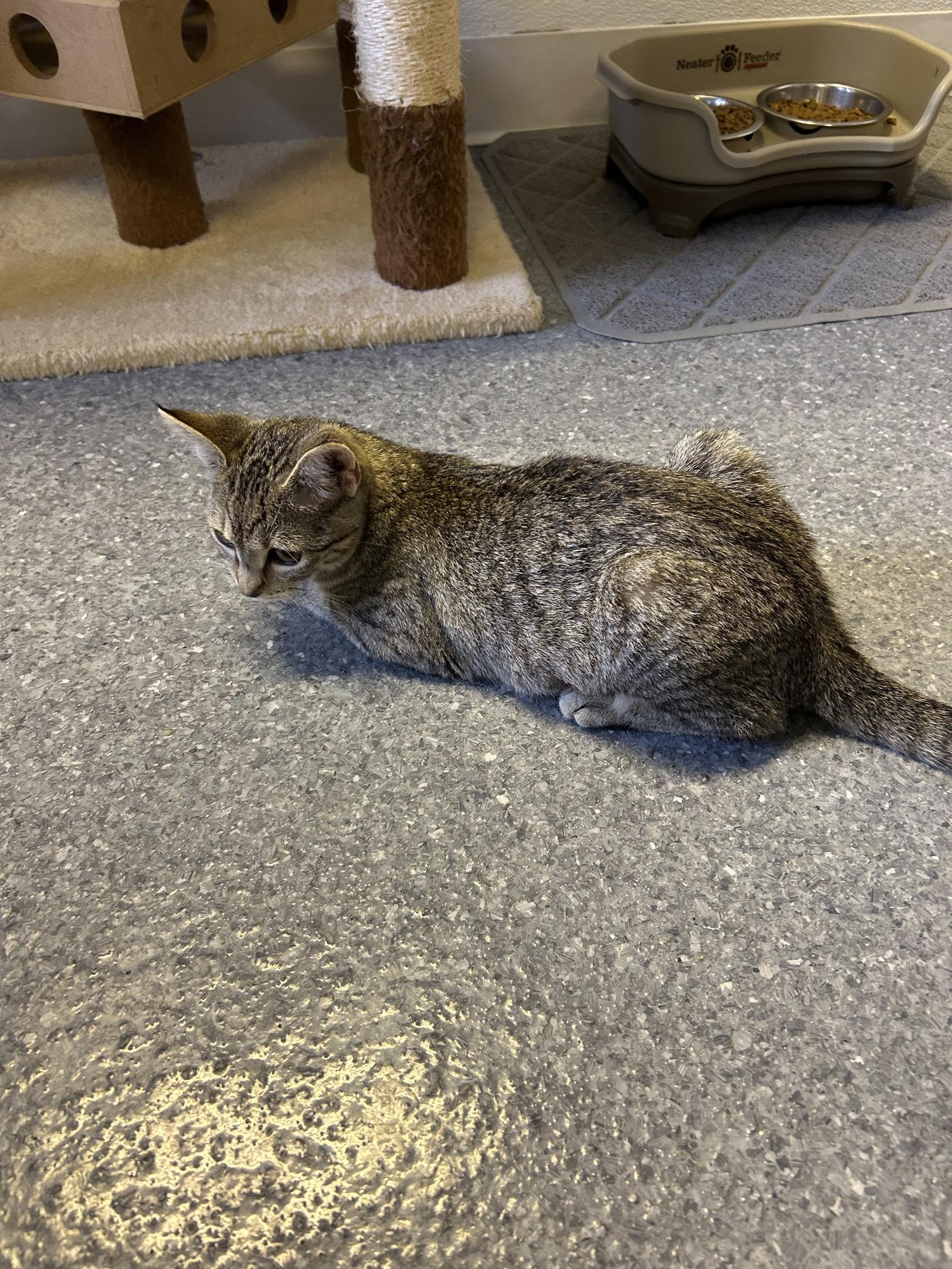 Enlarge Lucky, a Adoptable Domestic Short Hair in Steeleville, IL image 3/3