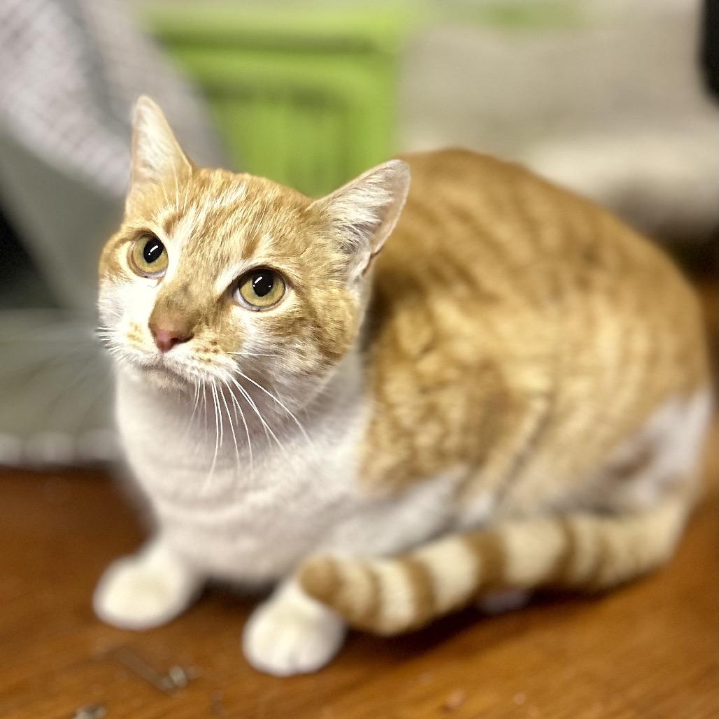 Creamsicle, Adoptable, Young Female Domestic Short Hair.