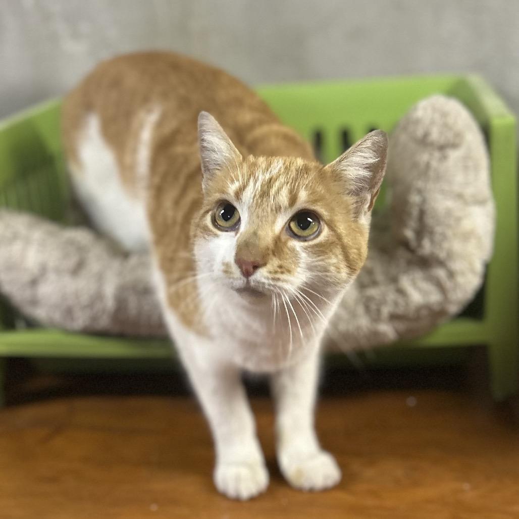 Enlarge Creamsicle, a Adoptable Domestic Short Hair in Philadelphia, PA image 2/4