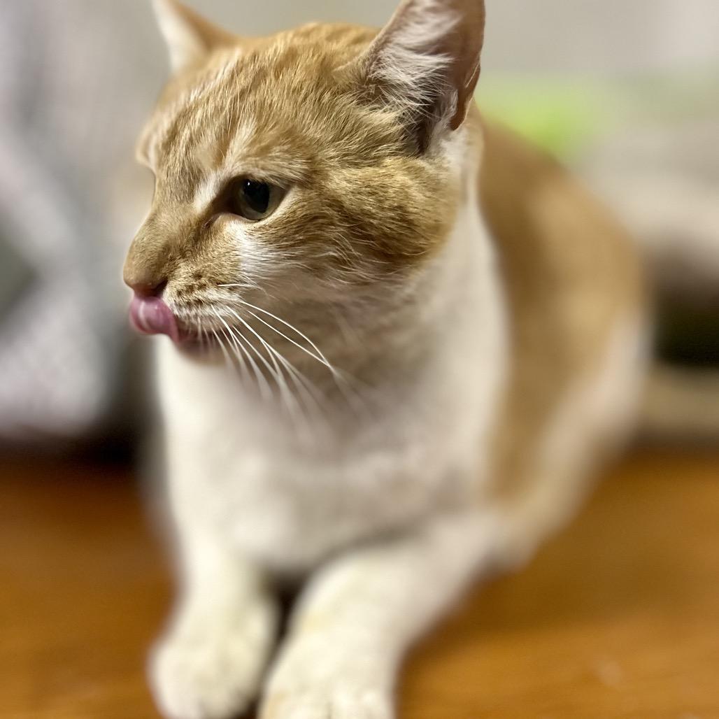 Enlarge Creamsicle, a Adoptable Domestic Short Hair in Philadelphia, PA image 3/4