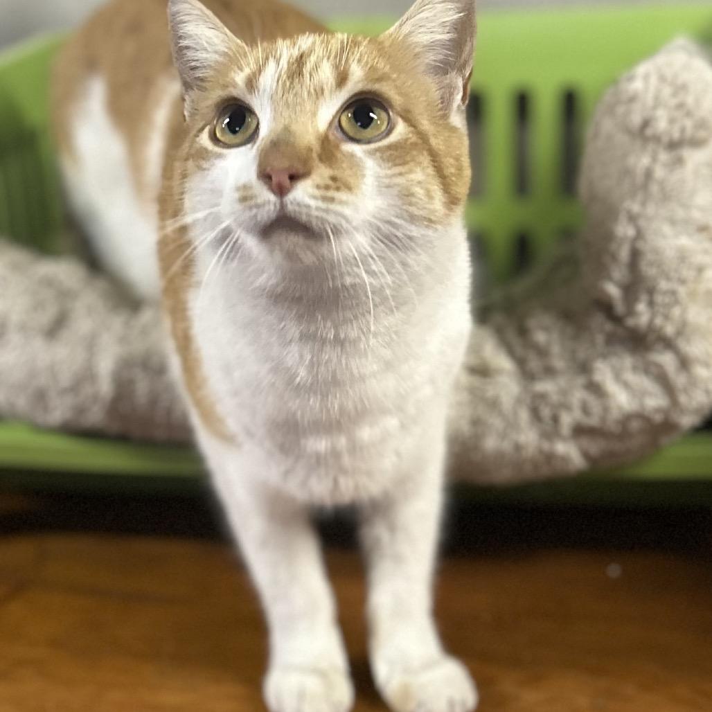 Enlarge Creamsicle, a Adoptable Domestic Short Hair in Philadelphia, PA image 4/4