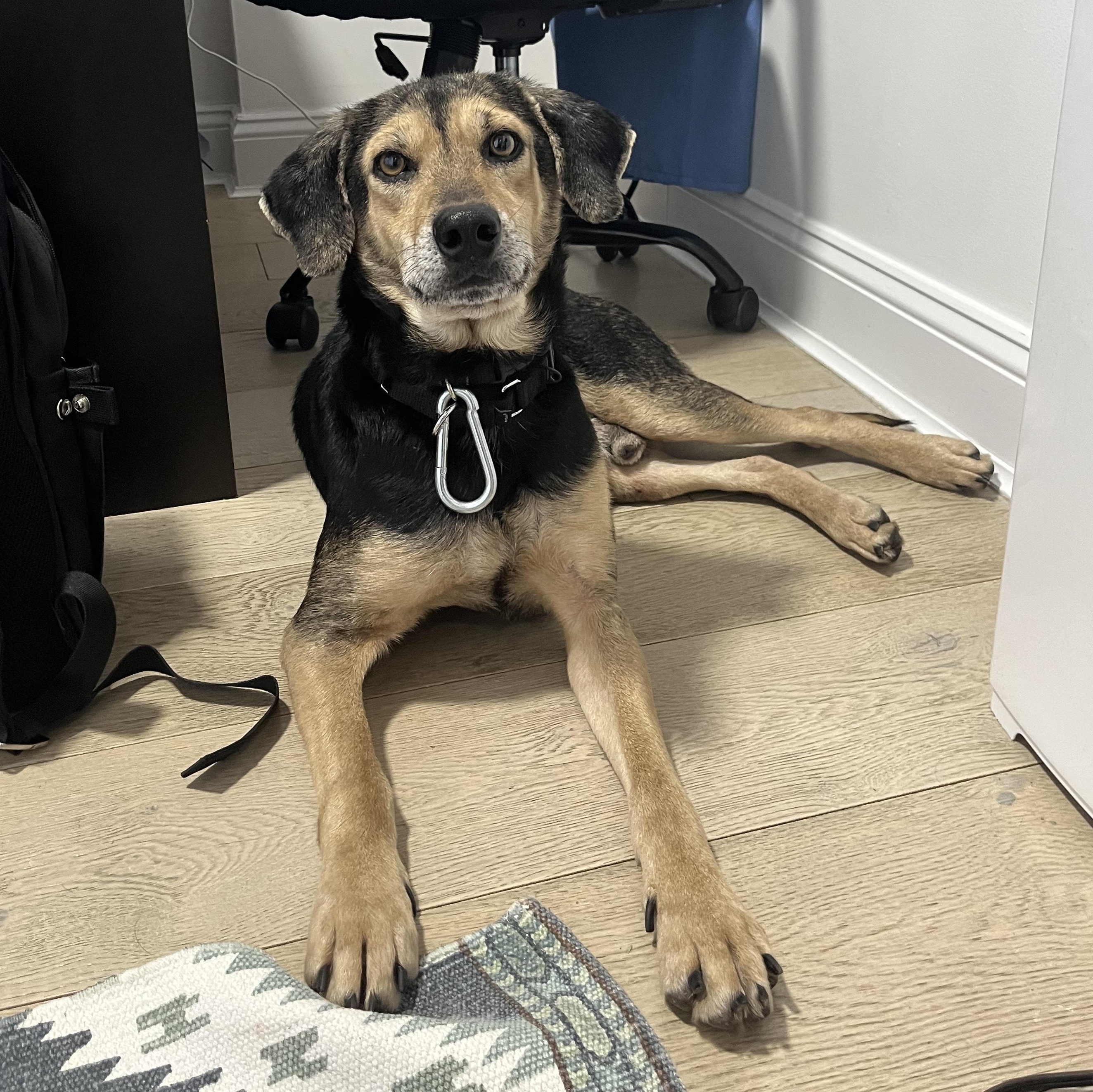 Enlarge  Ron Funches, an adopted mixed breed in Brooklyn, NY image 1/3