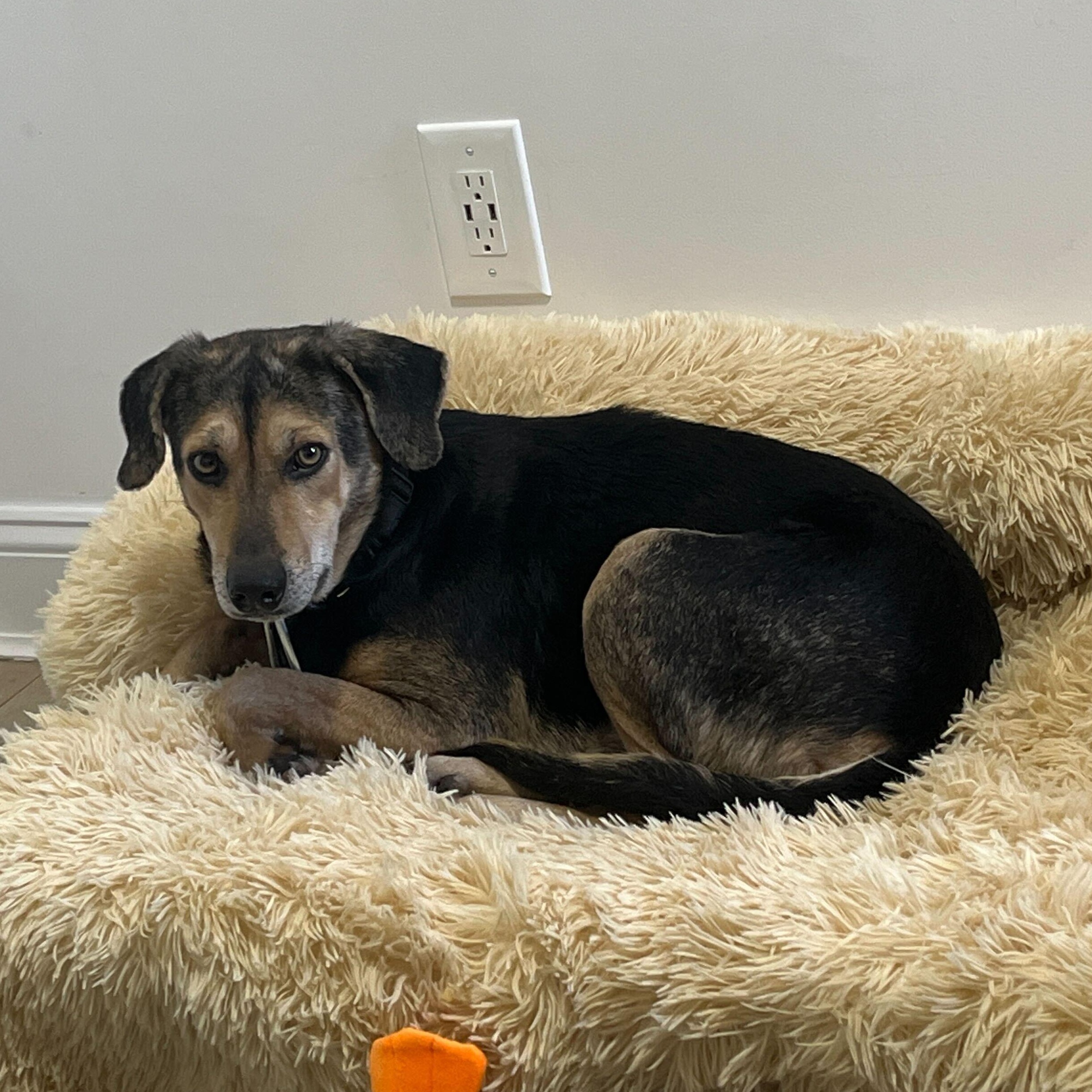 Enlarge  Ron Funches, an adopted mixed breed in Brooklyn, NY image 3/3