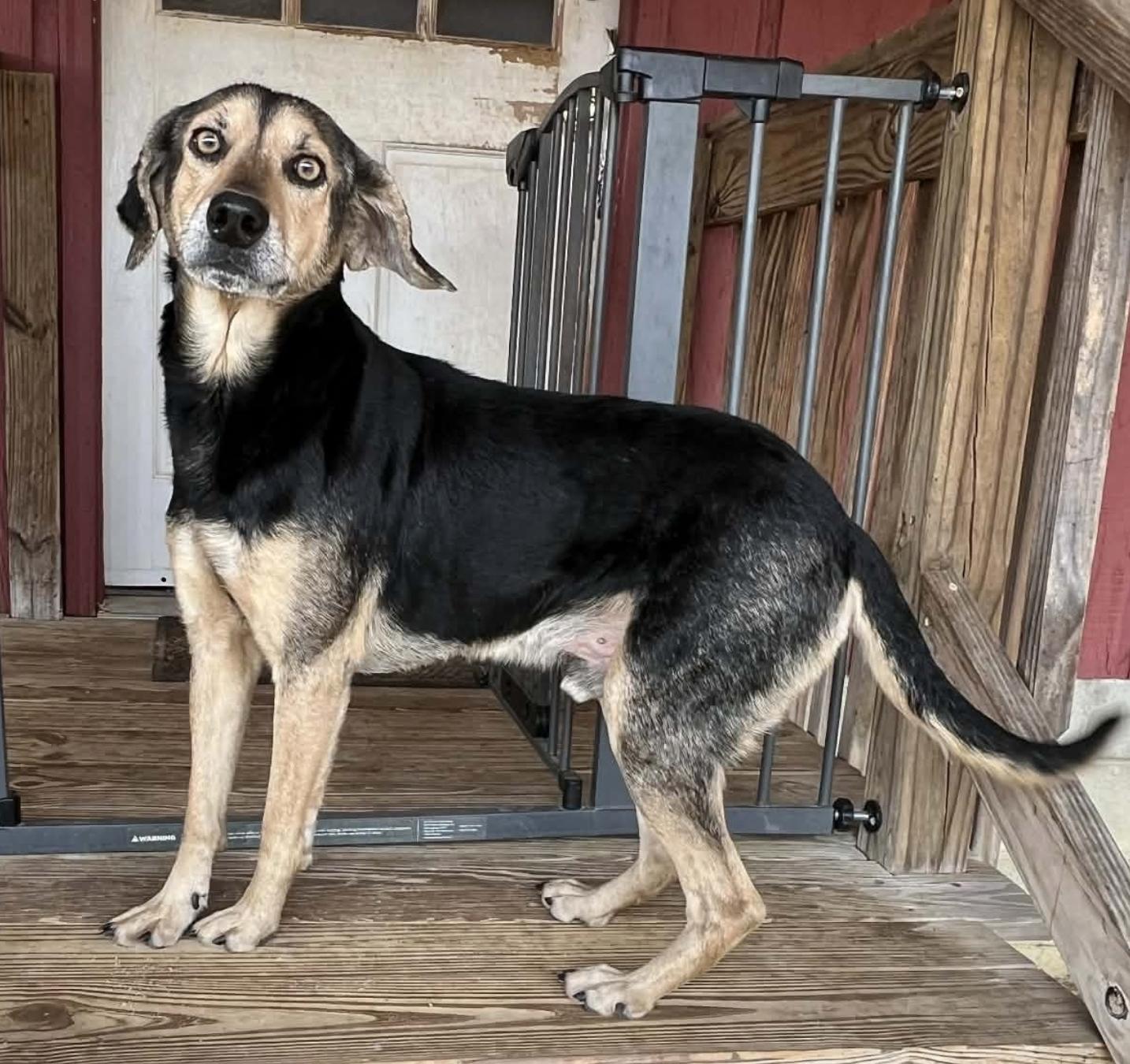  Ron Funches, ADOPTABLE, Adult Male Terrier.