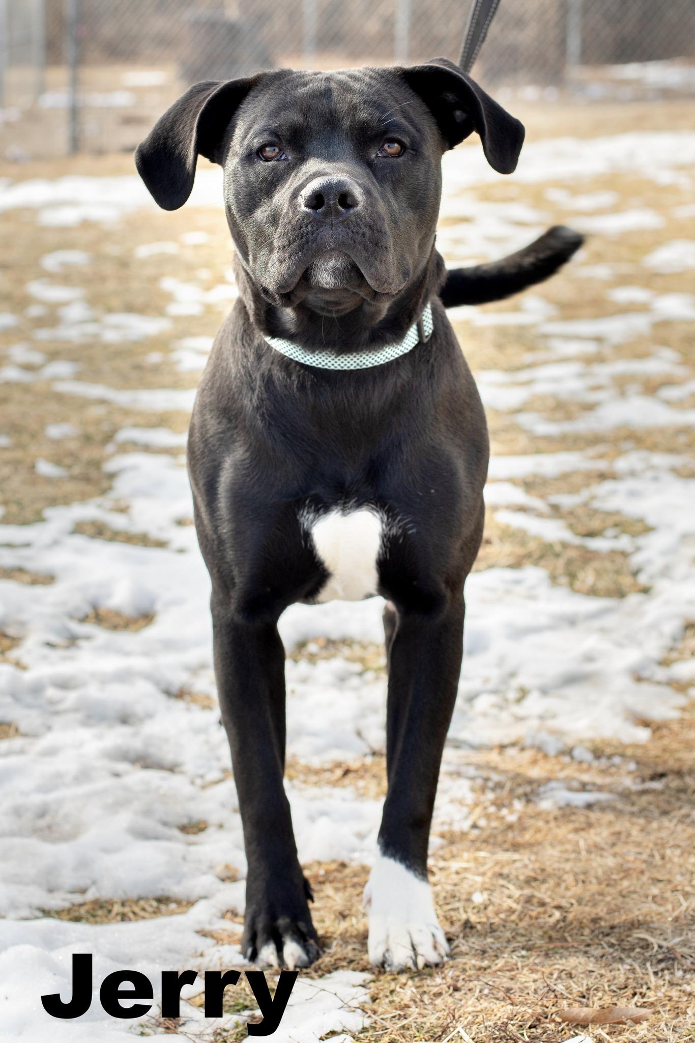 Jerry, ADOPTABLE, Young Male Mixed Breed.