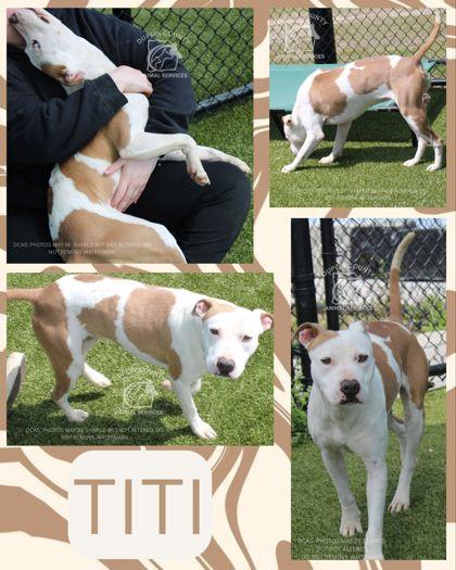 Enlarge TITI, a Adoptable mixed breed in Kenansville, NC image 1/1