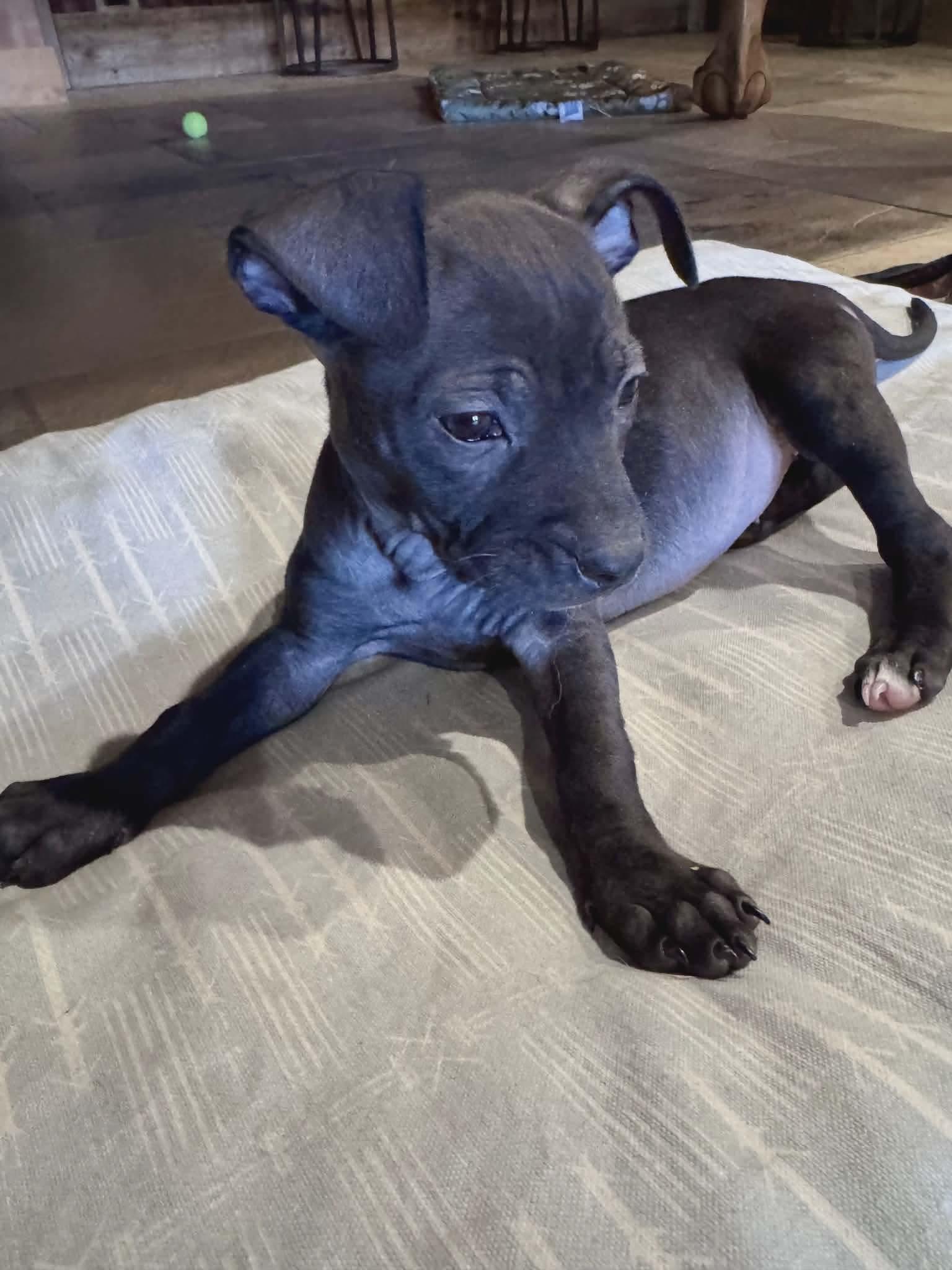 Enlarge Thea, a ADOPTABLE mixed breed in Elizabeth, CO image 3/3