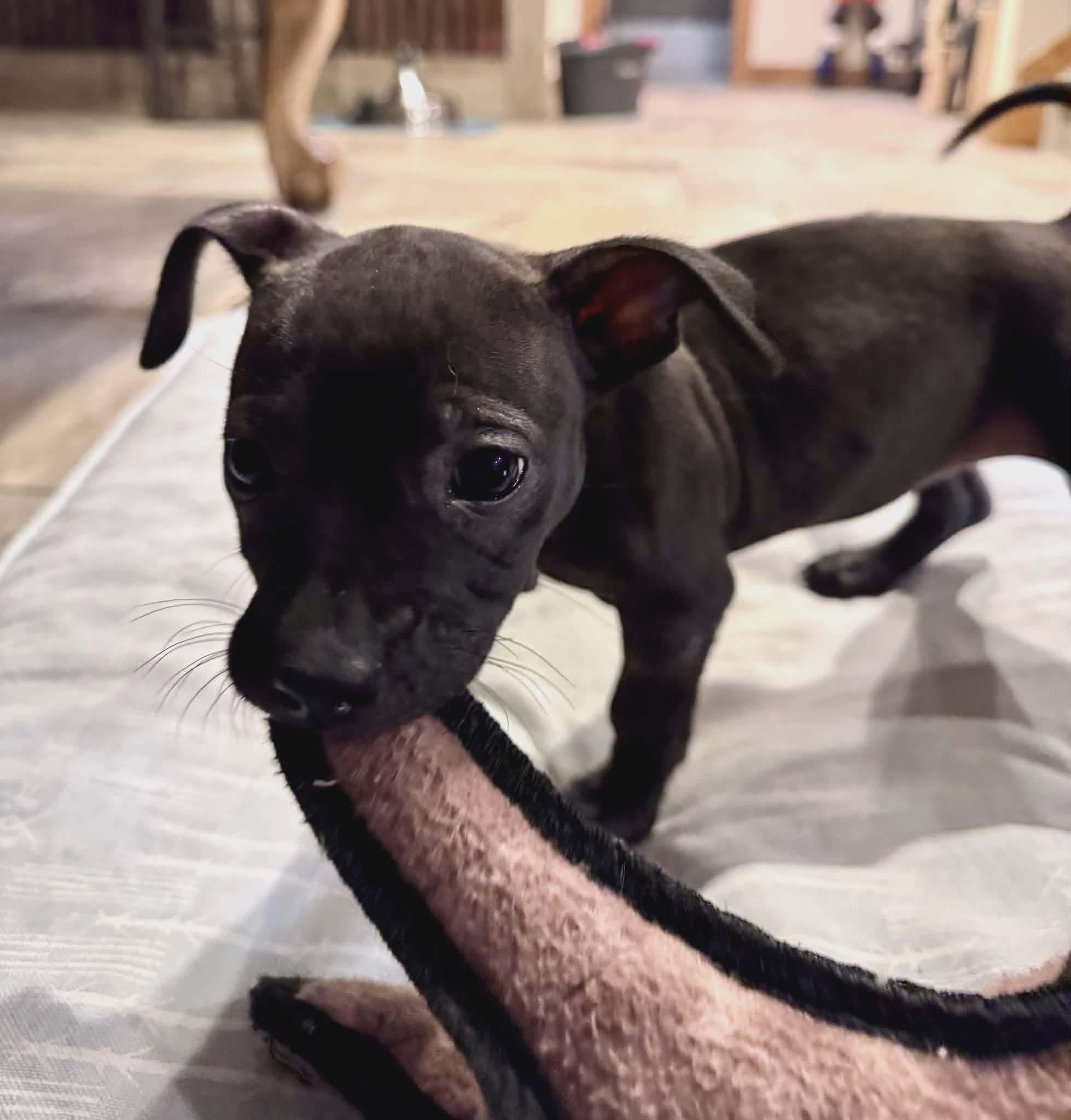 Thea, ADOPTABLE, Puppy Female Labrador Retriever.