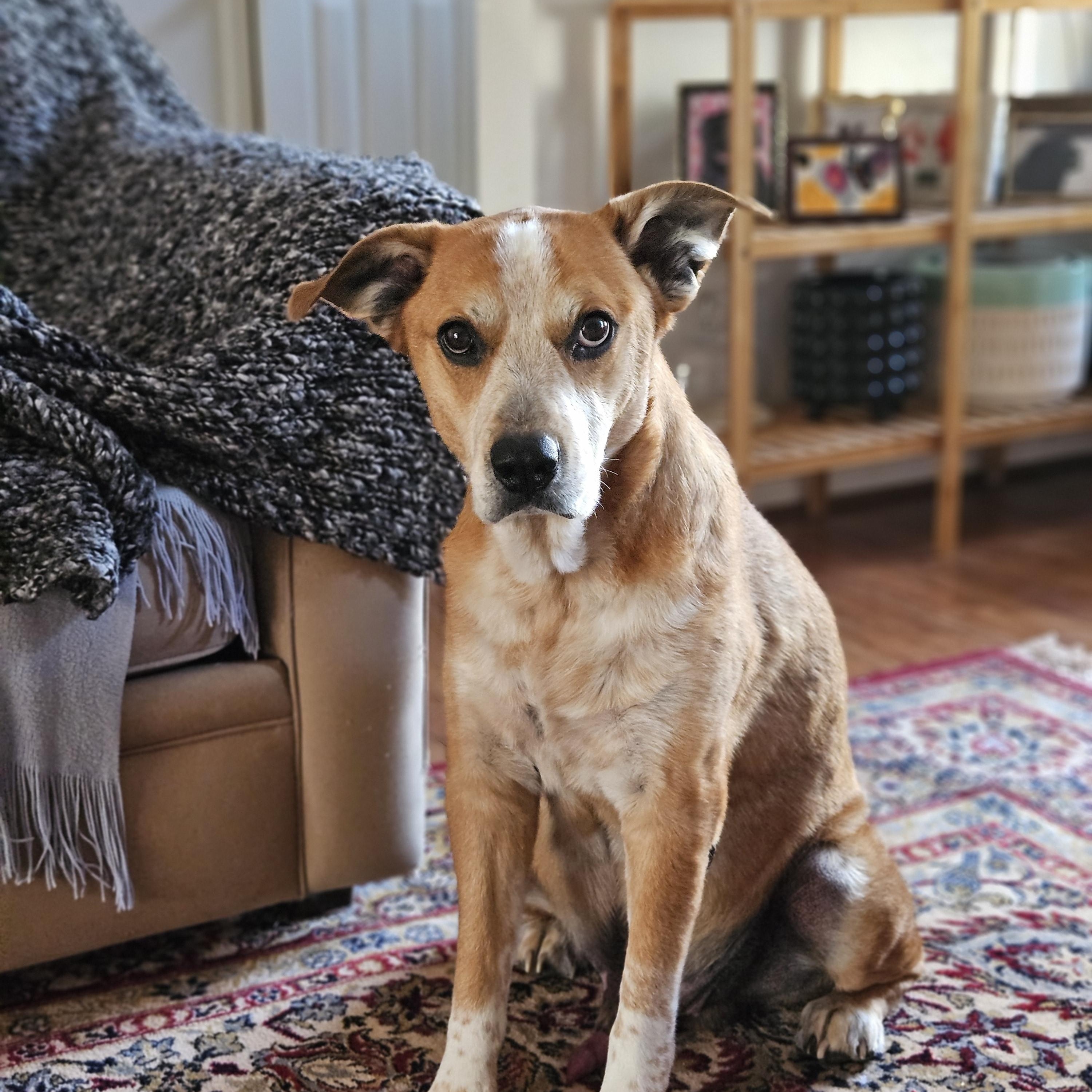 Enlarge Otto, an adoptable mixed breed in Rockville, MD image 6/6
