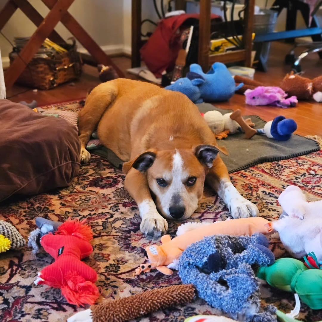 Otto, an adoptable mixed breed in Rockville, MD image 3/6