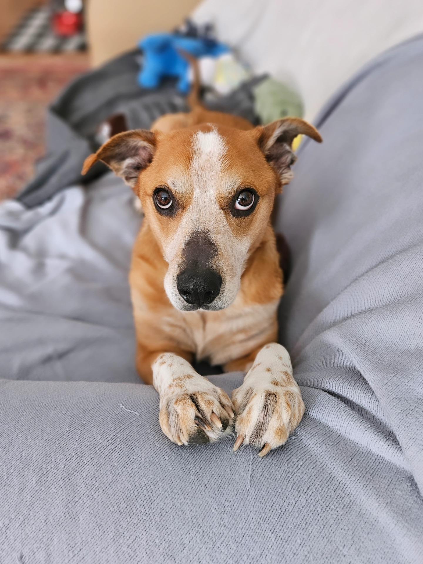 Otto, an adoptable mixed breed in Rockville, MD image 4/6