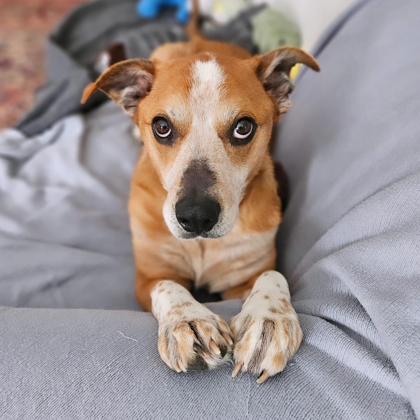 Enlarge Otto, an adoptable mixed breed in Rockville, MD image 3/6