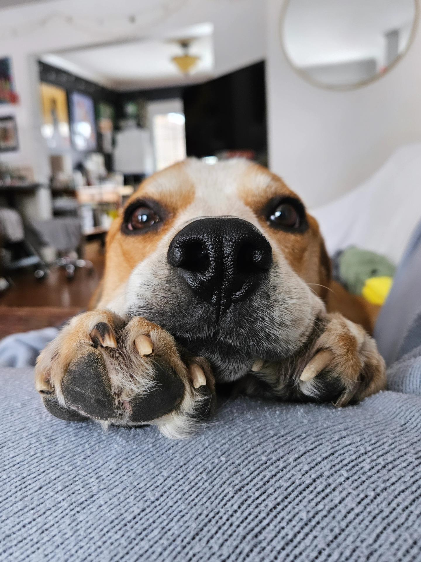 Otto, an adoptable mixed breed in Rockville, MD image 5/6