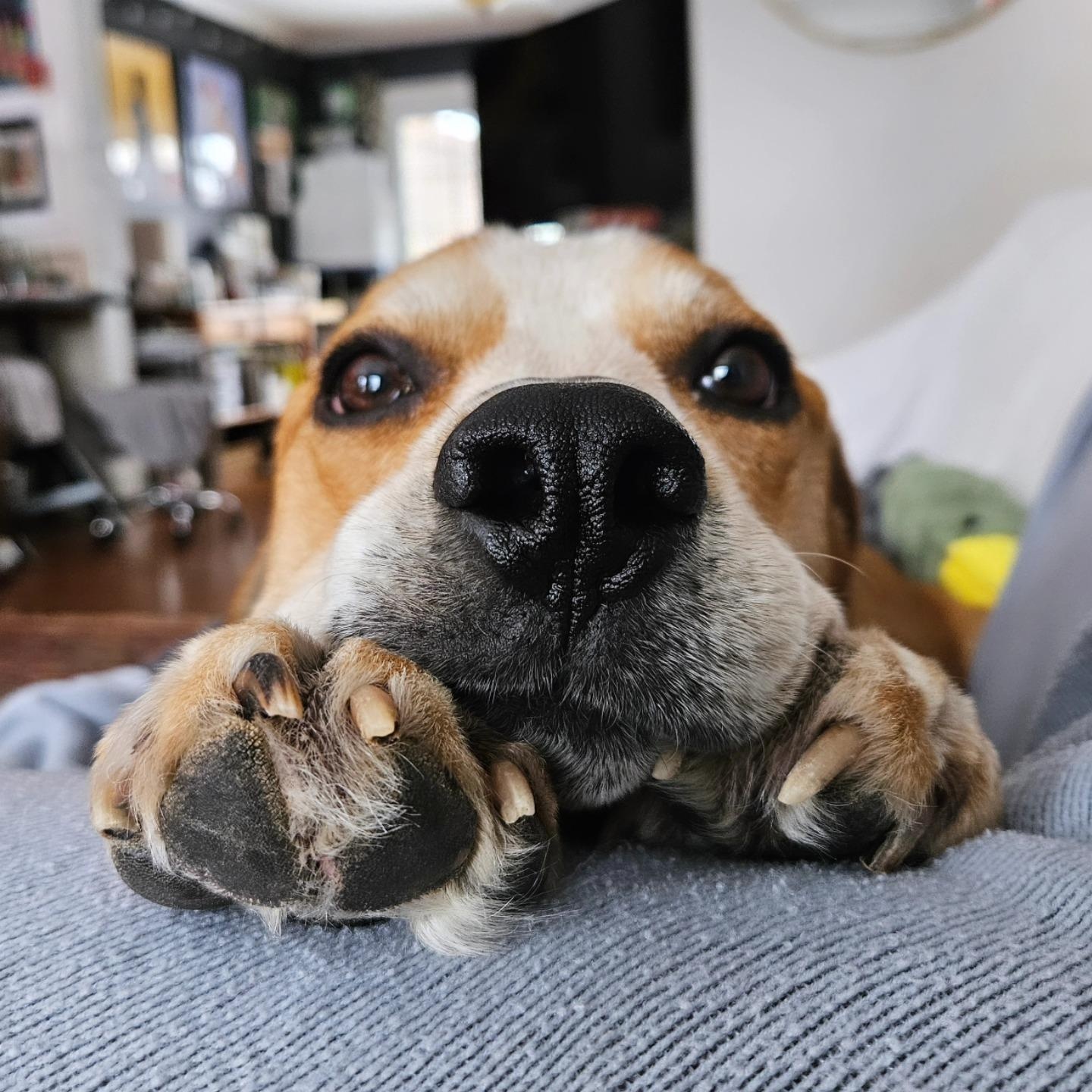 Enlarge Otto, an adoptable mixed breed in Rockville, MD image 4/6