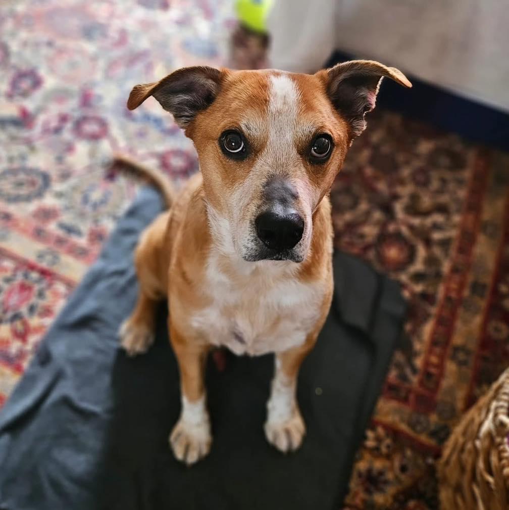 Otto, an adoptable mixed breed in Rockville, MD image 2/6