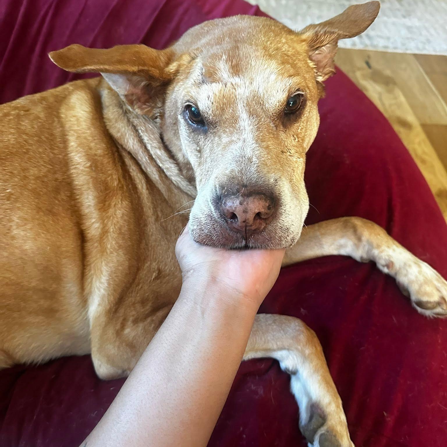 Enlarge Otto, an adoptable mixed breed in Rockville, MD image 6/6