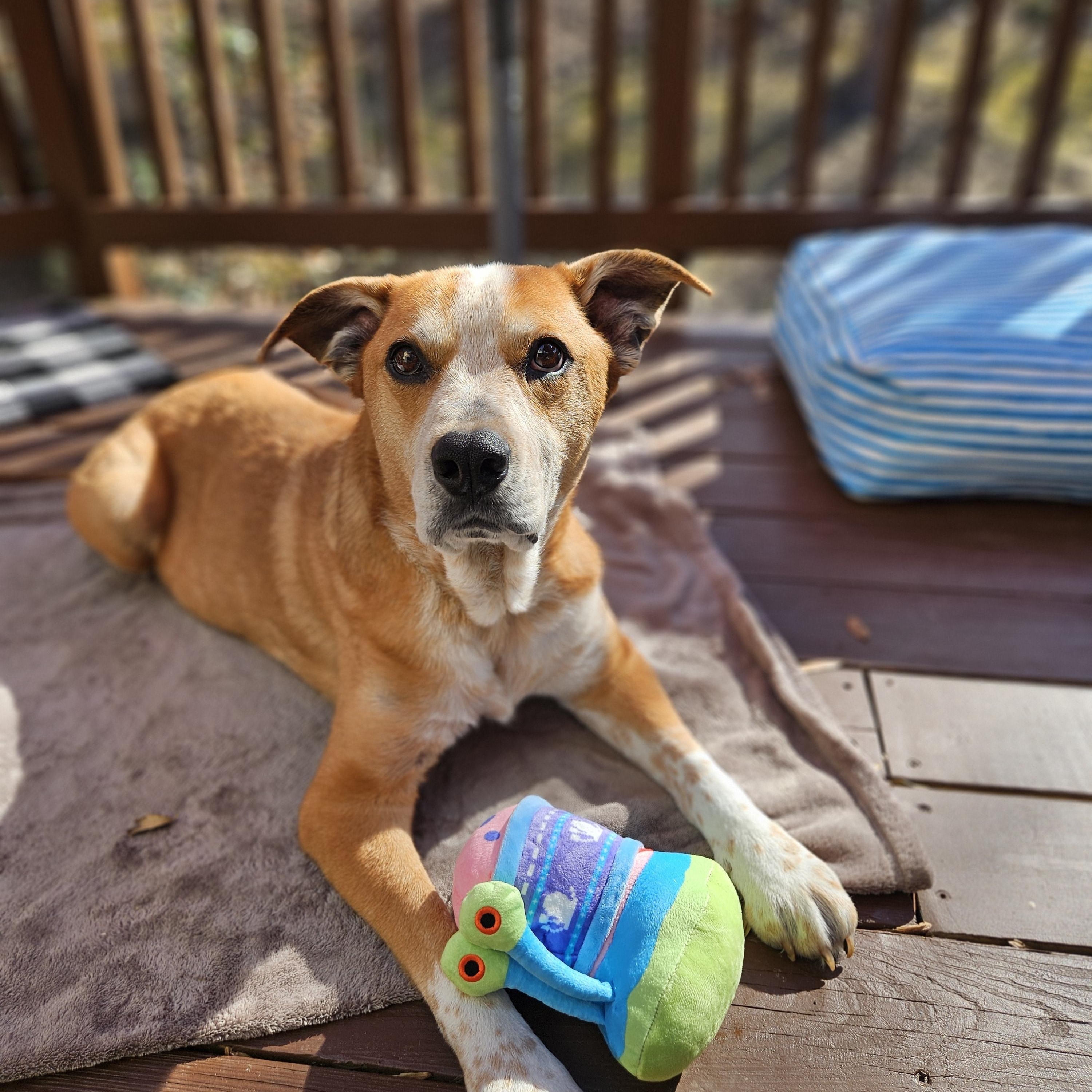 Enlarge Otto, an adoptable mixed breed in Rockville, MD image 1/6