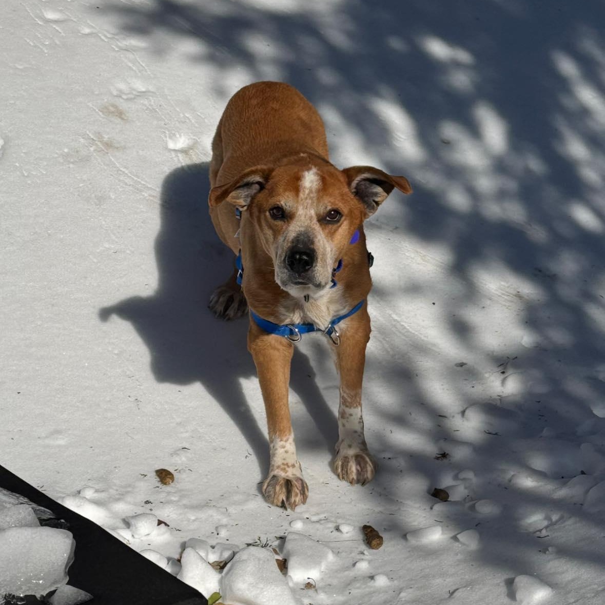 Otto, adoptable, Senior Male Cattle Dog.