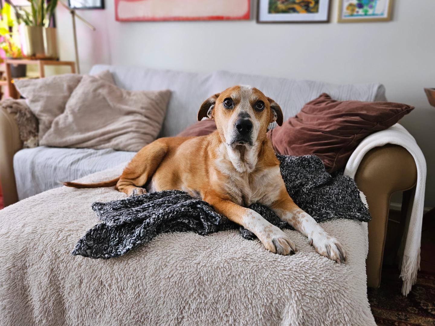 Otto, an adoptable mixed breed in Rockville, MD image 6/6