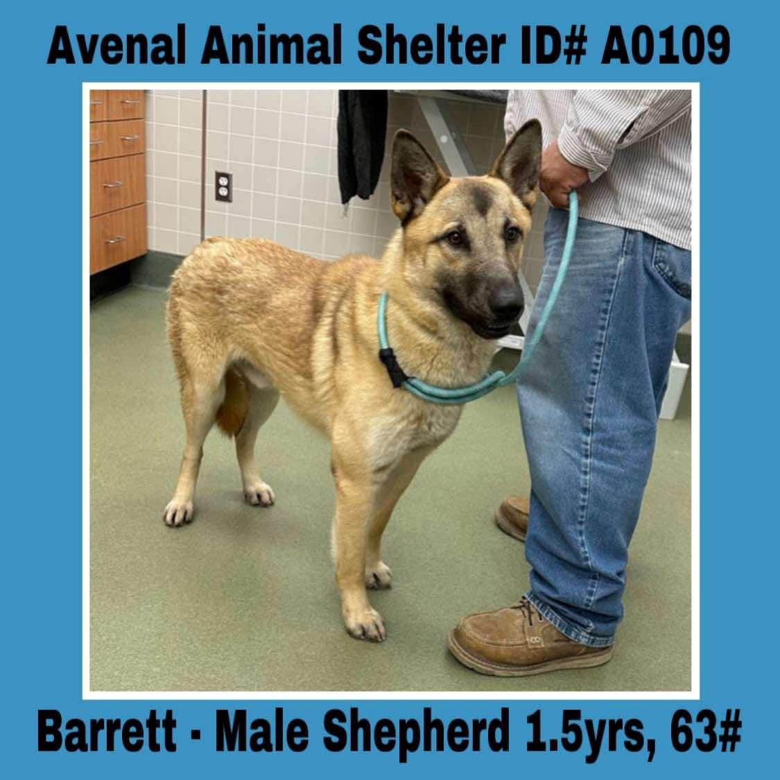 Enlarge Barrett, a Adoptable German Shepherd Dog in Avenal, CA image 1/1