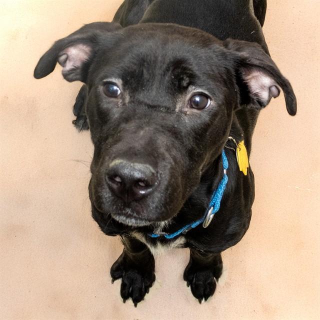 LILO, Adoptable, Young Female Labrador Retriever & Plott Hound.