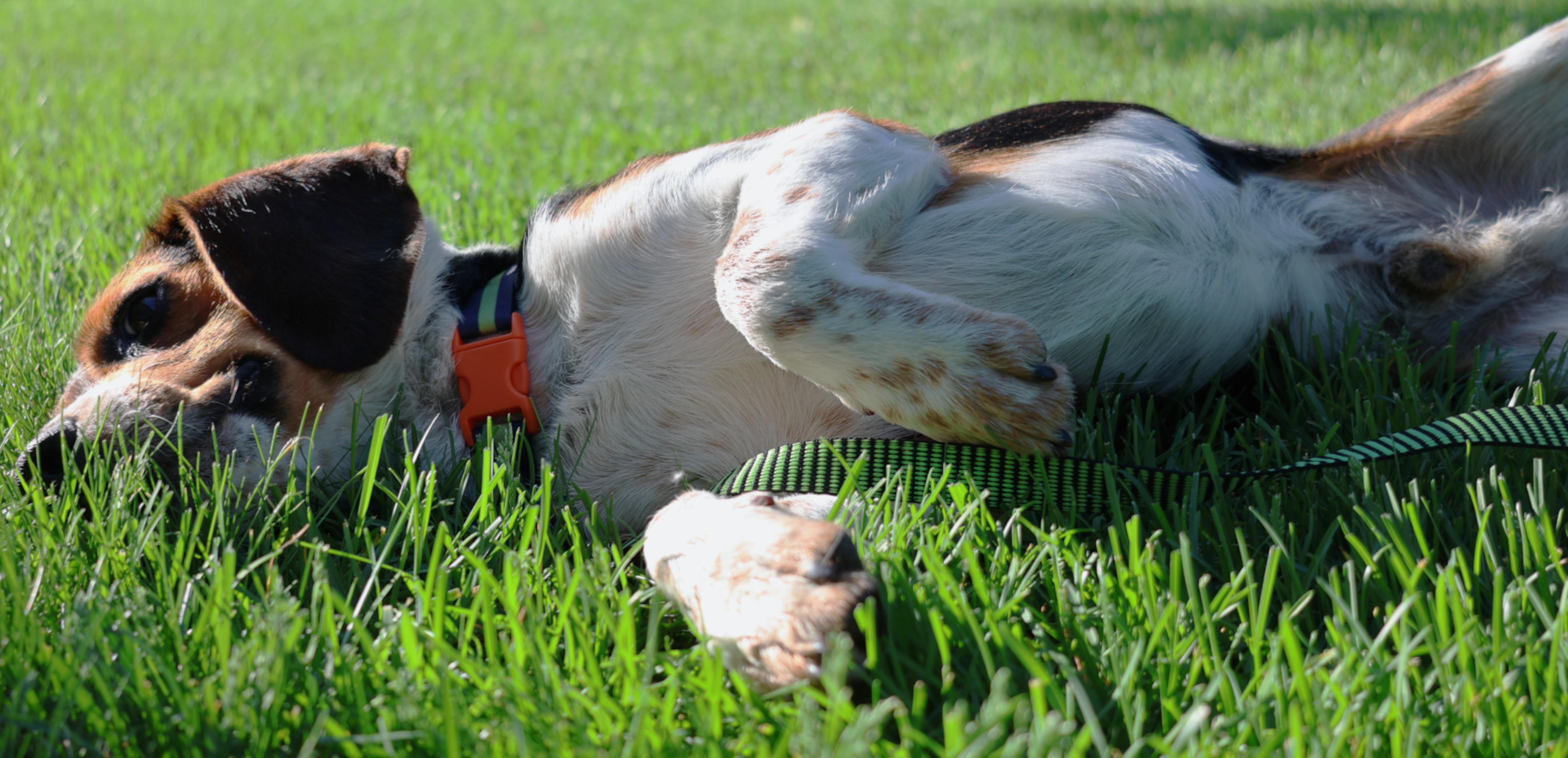 Boomer, an adopted Beagle in Minneapolis, MN image 2/6