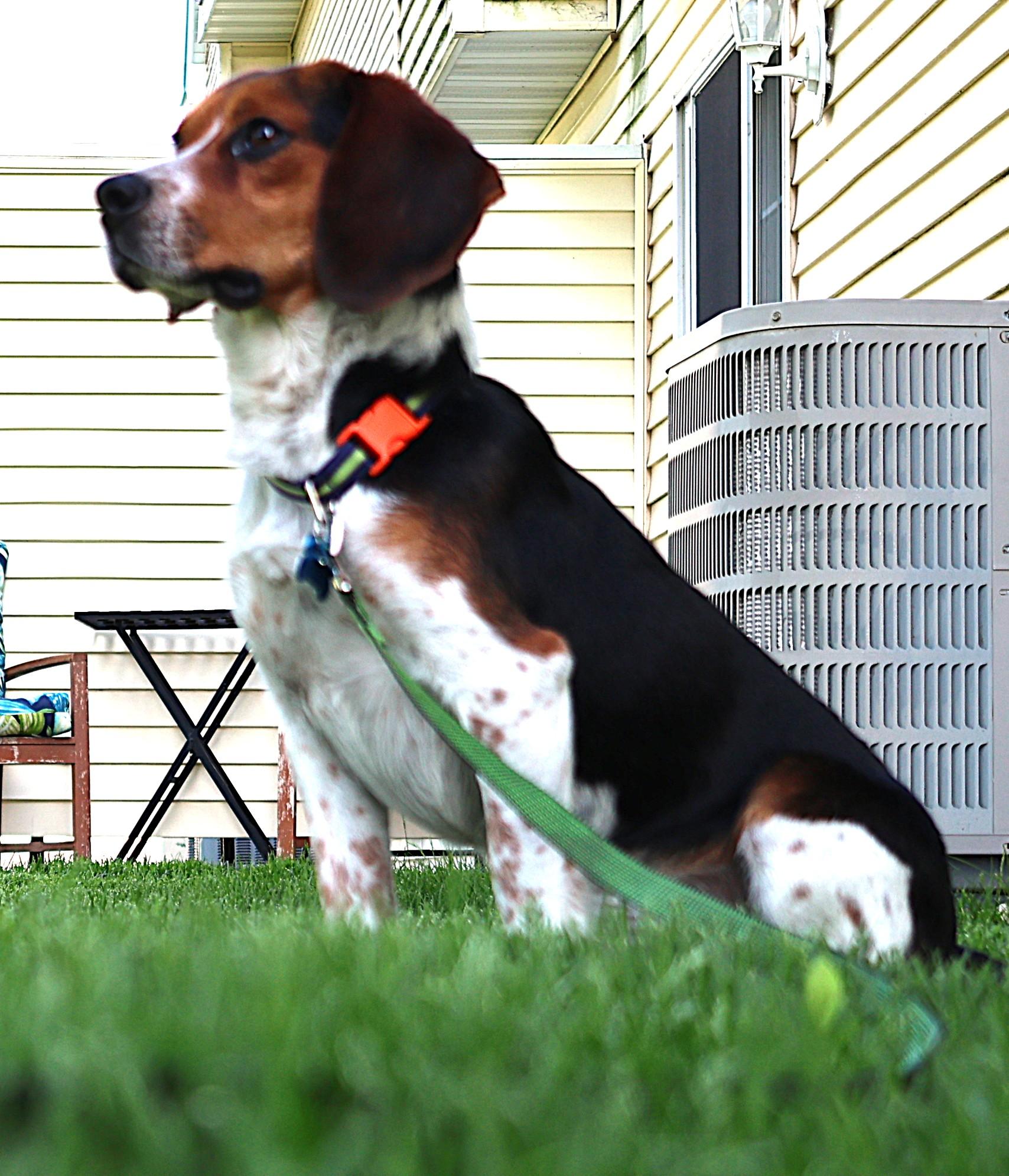 Boomer, an adopted Beagle in Minneapolis, MN image 4/6