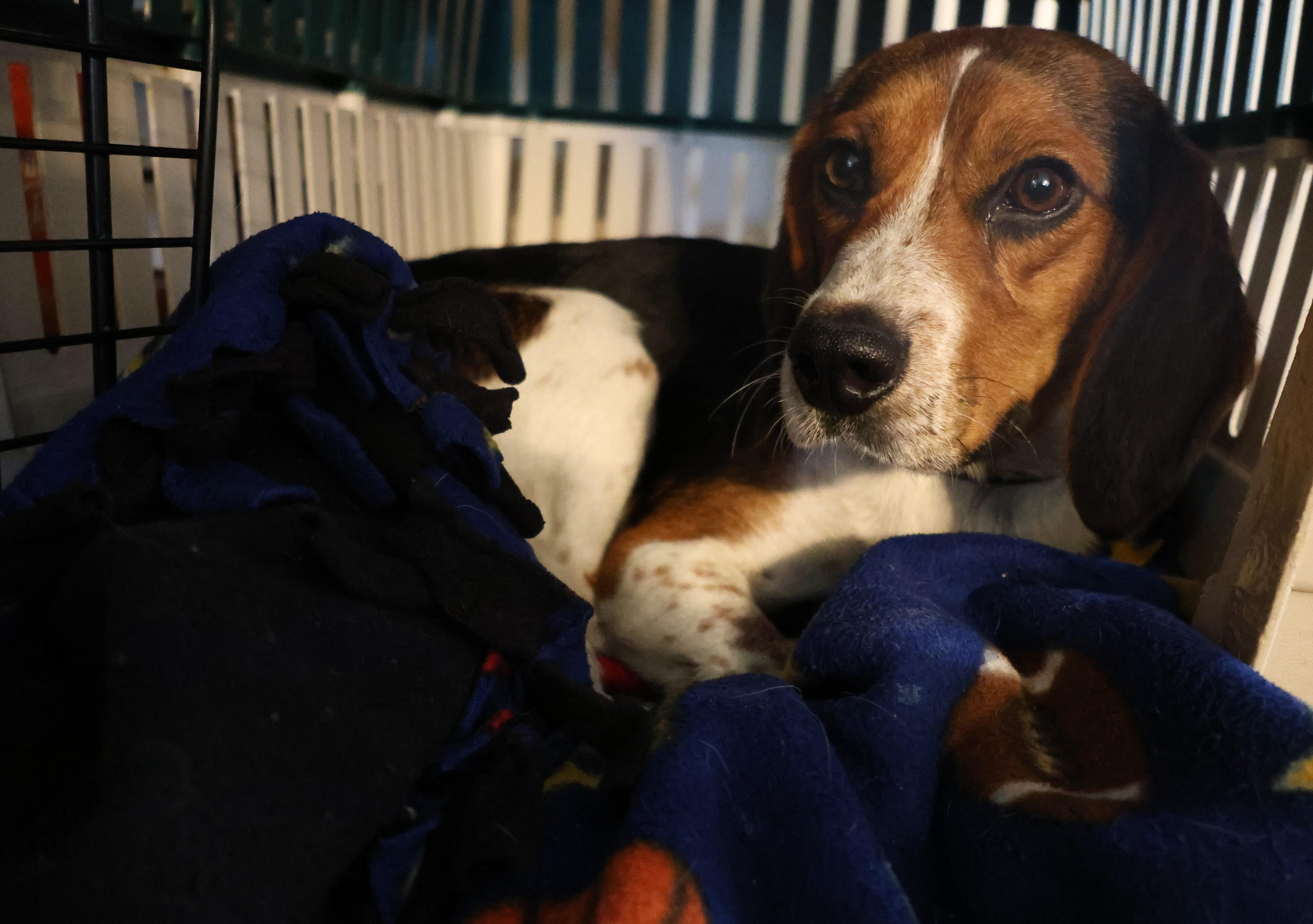 Boomer, an adopted Beagle in Minneapolis, MN image 6/6