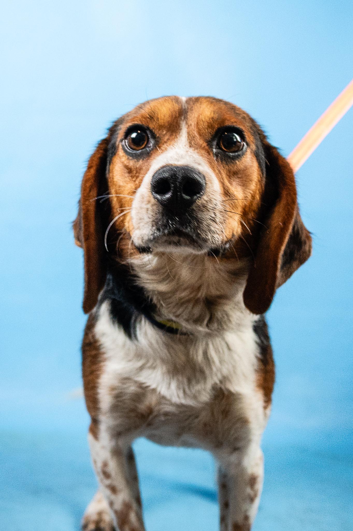 Boomer, an adopted Beagle in Minneapolis, MN image 1/6