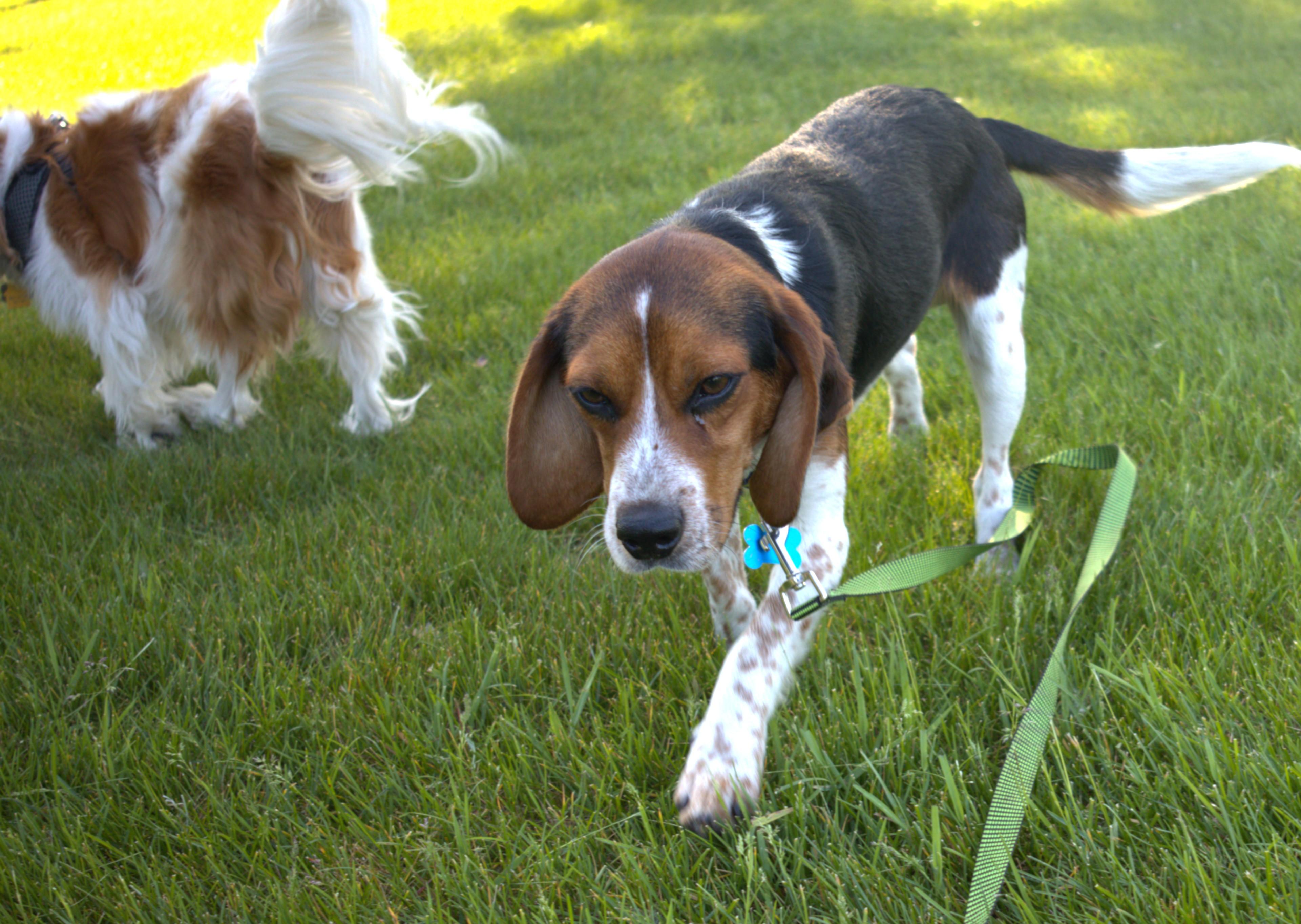 Boomer, an adopted Beagle in Minneapolis, MN image 5/6