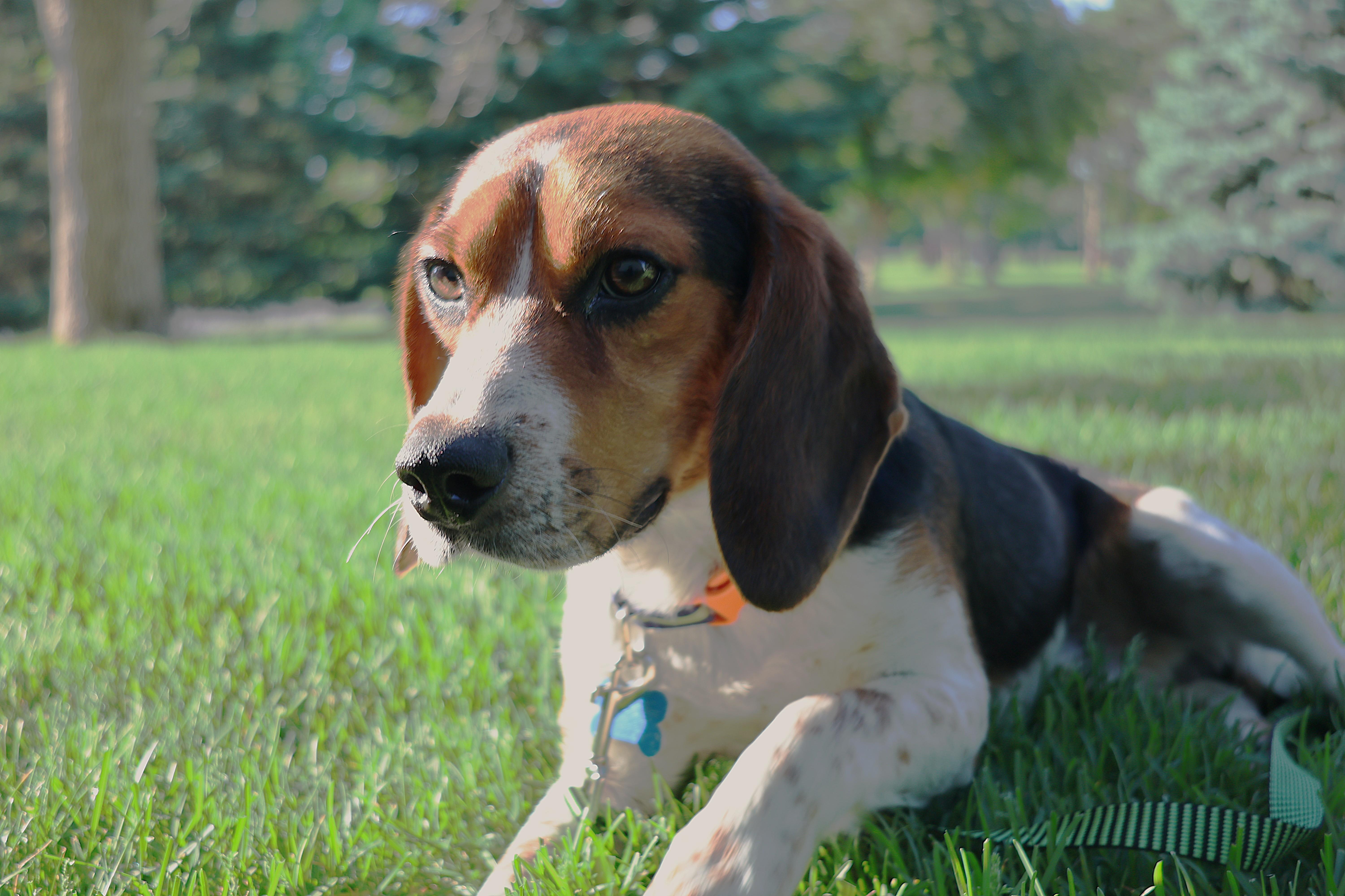 Boomer, an adopted Beagle in Minneapolis, MN image 3/6