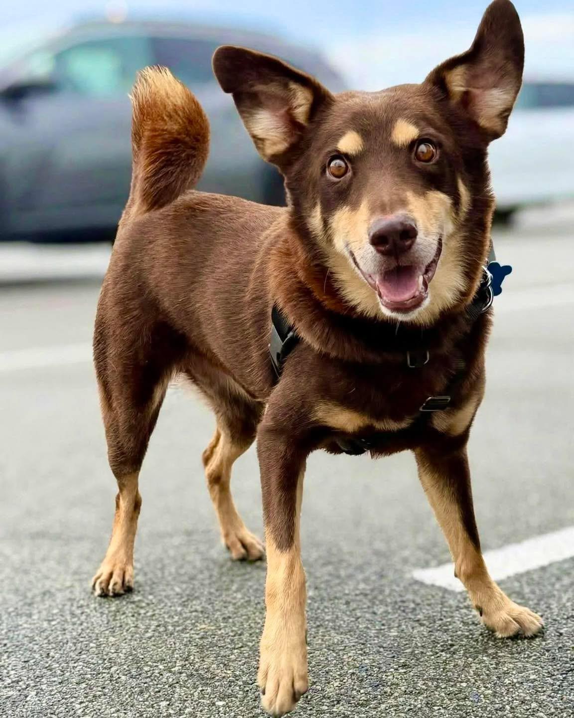 Remy, Adoptable, Adult Male Australian Kelpie.