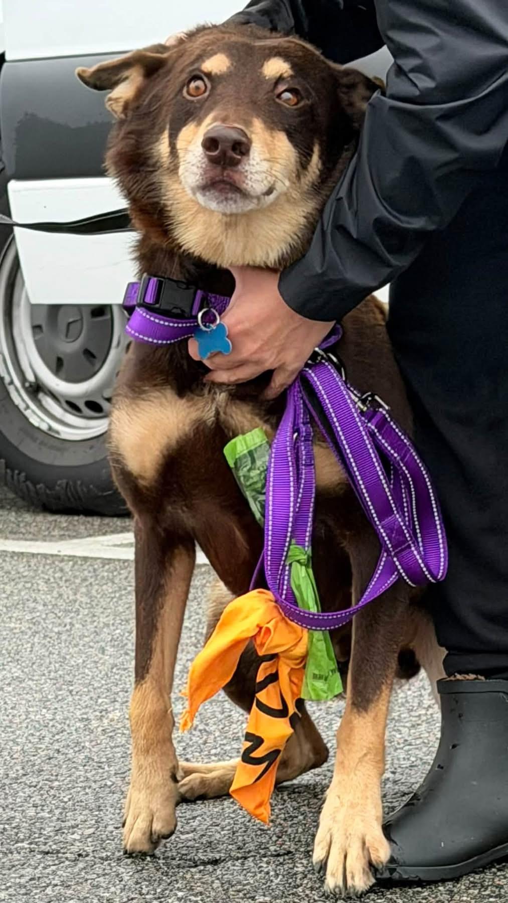 Enlarge Remy, a Adoptable mixed breed in Wappingers Falls, NY image 3/4