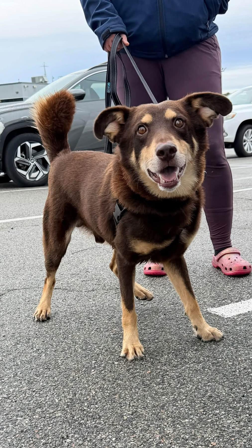 Enlarge Remy, a Adoptable mixed breed in Wappingers Falls, NY image 4/4