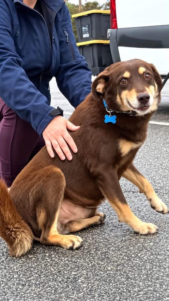 Enlarge Remy, a Adoptable mixed breed in Wappingers Falls, NY image 2/4